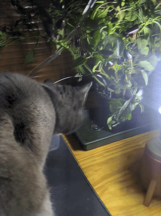 Overwatering